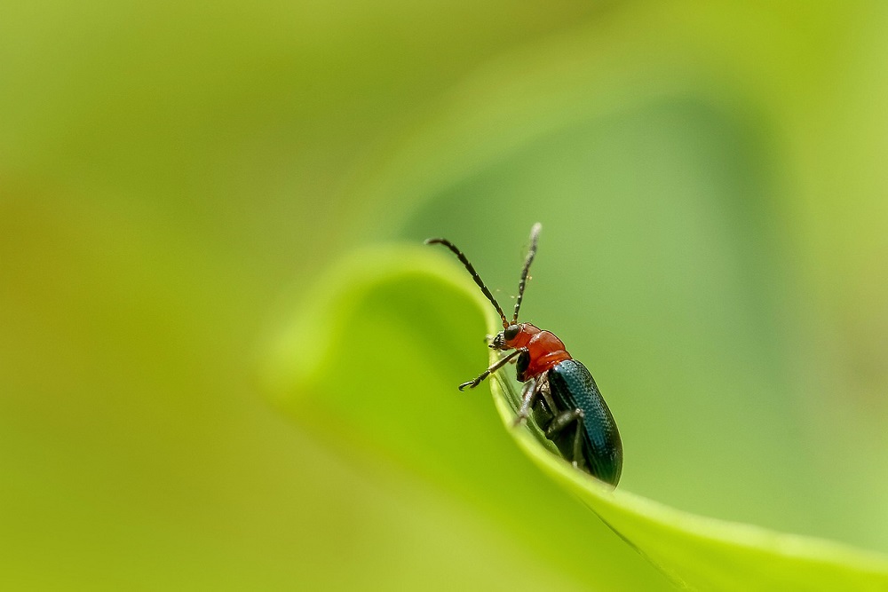 Piretro: come si usa l’insetticida naturale? | Tubex Italia
