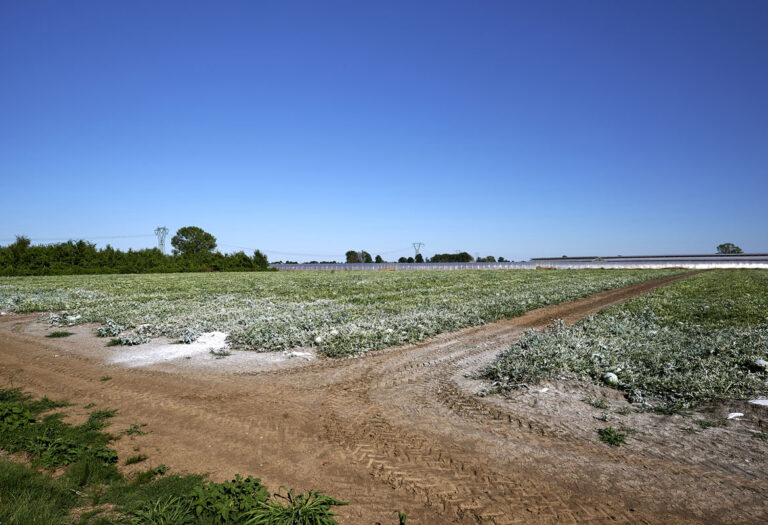 Il bicarbonato di potassio per l'agricoltura Tubex shelter per piante Il bicarbonato di potassio per l'agricoltura Tubex shelter per piante