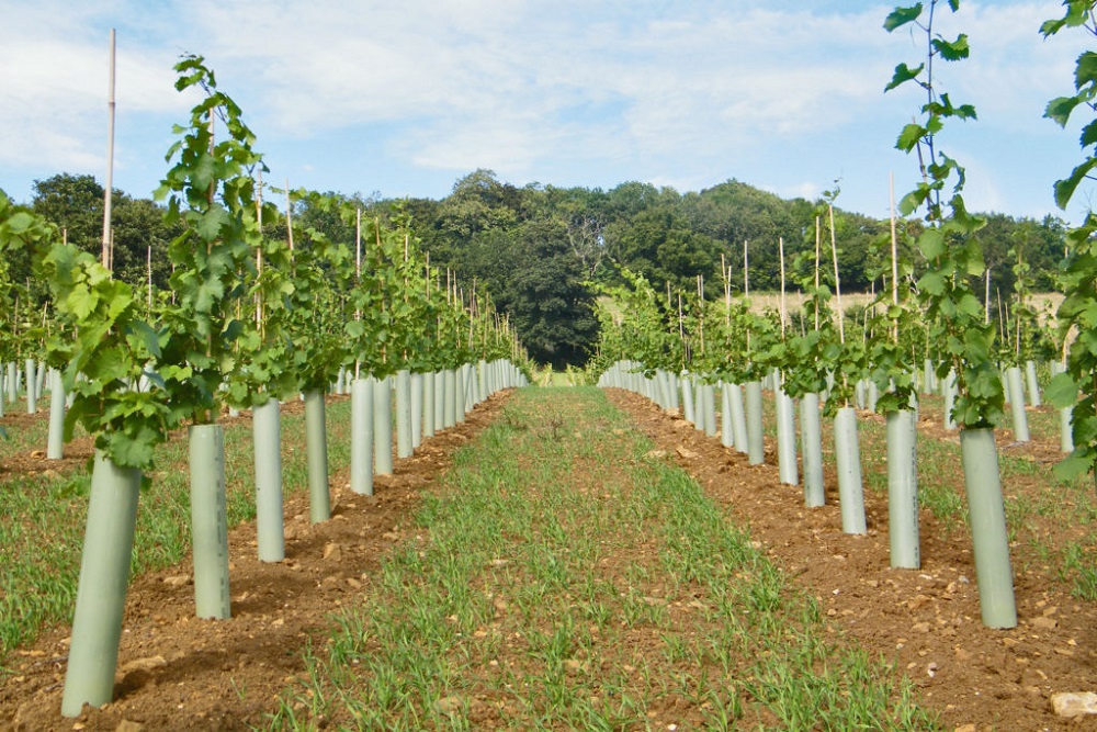 viticultura - coltivazione della vite