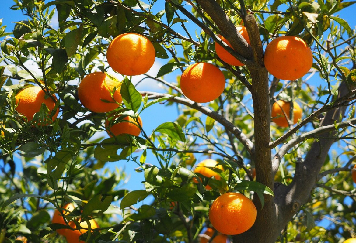 protezioni per alberi da frutto