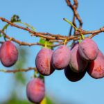 protezioni per alberi da frutto